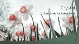  Presentation with narcissus - Slides with narcissus-flowers-in-spring-season background and a sky blue colored foreground