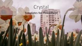  Presentation with narcissus - PPT theme featuring narcissus-flowers-in-spring-season background and a light gray colored foreground