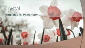  Presentation with narcissus - Slide deck having narcissus-flowers-in-spring-season background and a sky blue colored foreground