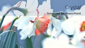  Presentation with narcissus - PPT theme with narcissus-flowers-in-spring-season background and a light blue colored foreground
