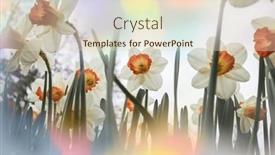  Presentation with narcissus - Presentation theme featuring narcissus-flowers-in-spring-season background and a lemonade colored foreground