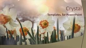  Presentation with narcissus - PPT theme enhanced with narcissus-flowers-in-spring-season background and a lemonade colored foreground