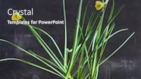  Presentation with narcissus - Colorful PPT theme enhanced with narcissus-flowers-in-the-pot backdrop and a dark gray colored foreground