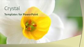  Presentation with narcissus - Cool new presentation with narcissus-flowers backdrop and a sky blue colored foreground