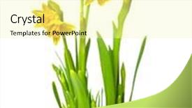  Presentation with narcissus - Presentation design enhanced with narcissus isolated on white background and a blonde colored foreground