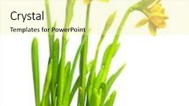  Presentation with narcissus - Beautiful PPT layouts featuring narcissus isolated on white backdrop and a blonde colored foreground