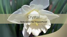  Presentation with narcissus - Audience pleasing slide deck consisting of narcissus-on-a-dark-background backdrop and a mint green colored foreground