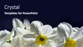  Presentation with narcissus - PPT layouts consisting of narcissus-on-a-dark-background background and a wine colored foreground