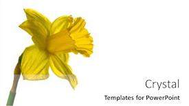  Presentation with narcissus - Slides having narcissus-one-yellow-daffodil-flower background and a white colored foreground