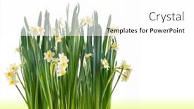  Presentation with narcissus - Presentation design enhanced with narcissus background and a white colored foreground