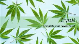  Presentation with narcotic - Cool new presentation theme with narcotic - green cannabis leaves on blue backdrop and a seafoam green colored foreground
