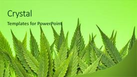  Presentation with narcotic - Amazing slides having narcotic - green cannabis leaves on green backdrop and a mint green colored foreground