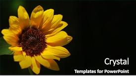  Presentation with terrarium miniature botanical horticulture grow - Audience pleasing slide deck consisting of narrow dof - single miniature sunflower -- shallow backdrop and a  colored foreground