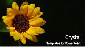  Presentation with terrarium miniature botanical horticulture grow - Presentation design enhanced with narrow dof - single miniature sunflower -- shallow background and a  colored foreground