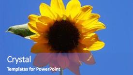  Presentation with blue sky - Colorful theme enhanced with narrow dof - single miniature sunflower set backdrop and a  colored foreground
