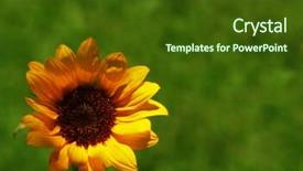  Presentation with leafy vegetables single - Audience pleasing PPT layouts consisting of narrow dof - single miniature sunflower set backdrop and a  colored foreground