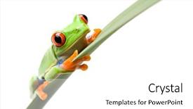  Presentation with frog - Audience pleasing theme consisting of narrow leaf a red-eye backdrop and a  colored foreground