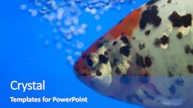  Presentation with air bubbles - PPT theme consisting of nassar - fish with air bubbles background and a  colored foreground