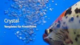  Presentation with air bubbles - Presentation design with nassar - fish with air bubbles background and a  colored foreground