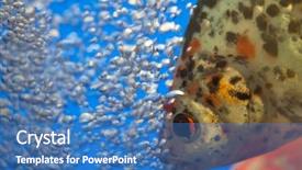  Presentation with air bubbles - Presentation theme featuring nassar - fish with air bubbles background and a  colored foreground