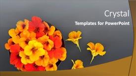  Presentation with herbal medicine flowers - Presentation theme enhanced with nasturtium-flowers-for-herbal-plant background and a gray colored foreground