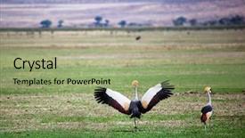  Presentation with crane - Cool new presentation with national bird of uganda backdrop and a mint green colored foreground