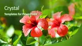  Presentation with hibiscus - Slide set with national flower - red hibiscus arnottianus background and a tawny brown colored foreground