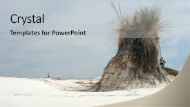  Presentation with plant drugs - Presentation with national holiday mexico - lonely yucca plant background and a lemonade colored foreground