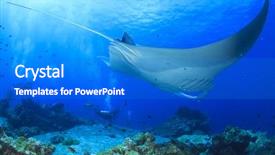  Presentation with divers - Presentation theme featuring national indonesia - manta ray and scuba divers background and a cobalt blue colored foreground