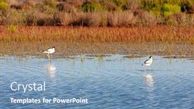  Presentation with france - PPT theme with national-park-camargue-provence-france background and a teal colored foreground