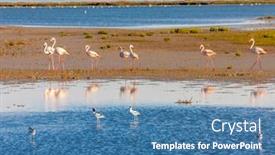  Presentation with france - Audience pleasing slides consisting of national-park-camargue-provence-france backdrop and a teal colored foreground