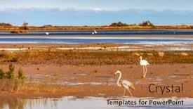  Presentation with france - Presentation theme having national-park-camargue-provence-france background and a coral colored foreground