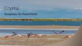  Presentation with france - PPT theme consisting of national-park-camargue-provence-france background and a light blue colored foreground