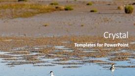  Presentation with national - PPT layouts enhanced with national-park-camargue-provence-france background and a coral colored foreground