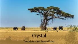  Presentation with savannah - PPT theme with national park kenya the concept background and a gold colored foreground