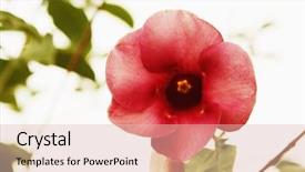  Presentation with national - Beautiful PPT layouts featuring national park nainital uttarakhand india backdrop and a lemonade colored foreground