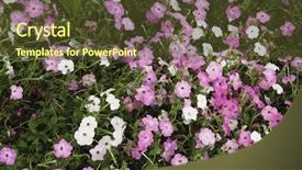  Presentation with blooming flower animated - Beautiful PPT layouts featuring national park nainital uttarakhand india backdrop and a tawny brown colored foreground