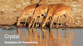  Presentation with drinking contraceptives pharmacy and healthcare - PPT layouts featuring national park namibia southern africa background and a coral colored foreground