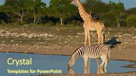  Presentation with africa - Beautiful theme featuring plains burchells zebra and giraffe backdrop and a coral colored foreground