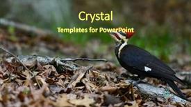  Presentation with forest - PPT theme enhanced with national park spring - pleated woodpecker in forest background and a tawny brown colored foreground