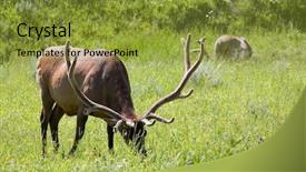  Presentation with wyoming - Amazing presentation having national park wyoming two bull backdrop and a  colored foreground