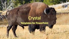  Presentation with nationalism - Audience pleasing theme consisting of nationalism - bison in the yellowstone national backdrop and a tawny brown colored foreground