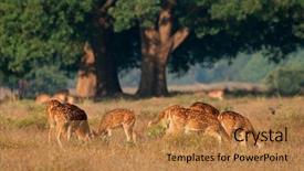  Presentation with deer - Colorful presentation enhanced with nationalism - group of spotted deer backdrop and a coral colored foreground