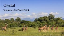  Presentation with national - Theme enhanced with nationalism - wild giraffes in meru national background and a light blue colored foreground