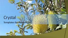  Presentation with australian bush - PPT theme having native australian banksia background and a  colored foreground