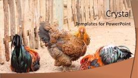  Presentation with hen - Slide set with native chicken - hen on a farm background and a lemonade colored foreground