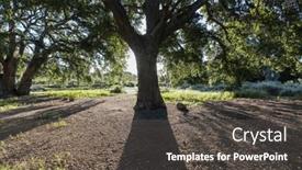  Presentation with oak - Presentation theme featuring native-oak-trees-with-morning background and a  colored foreground