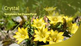  Presentation with flowers - Audience pleasing slide set consisting of native-species-of-yellow-gentiana backdrop and a tawny brown colored foreground