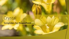  Presentation with flowers - Cool new PPT theme with native-species-of-yellow-gentiana backdrop and a gold colored foreground