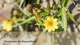  Presentation with flowers - Amazing presentation design having native-species-of-yellow-gentiana backdrop and a coral colored foreground